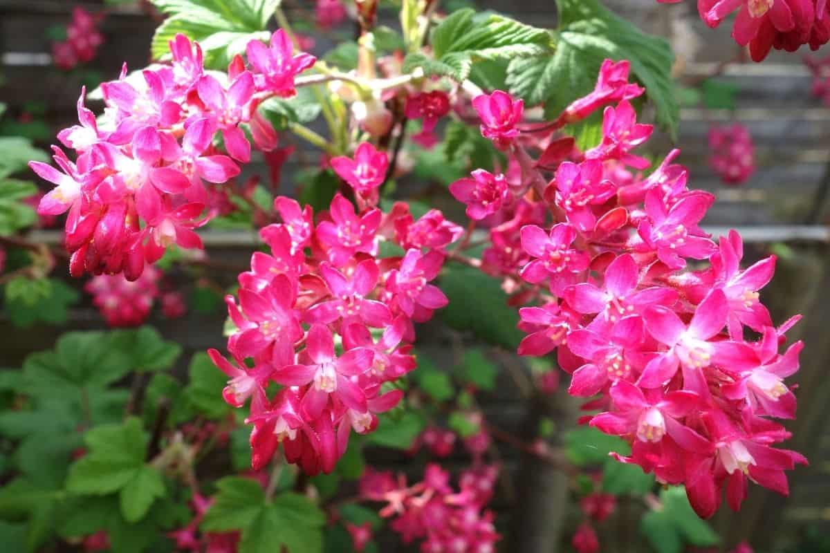 Ribes viburnifolium