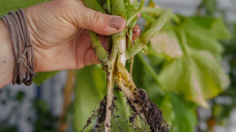 squash borer damage