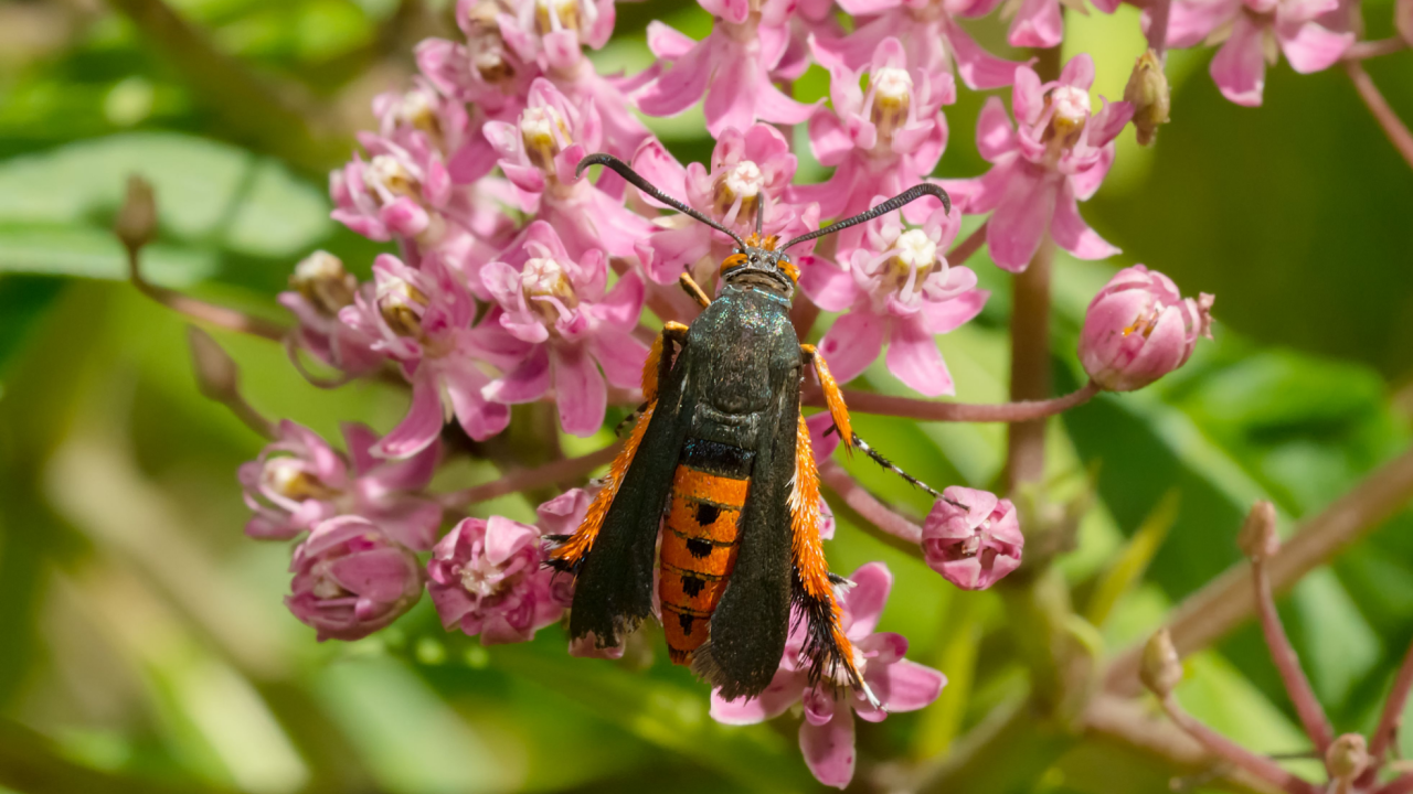 squash borer moth on a flower