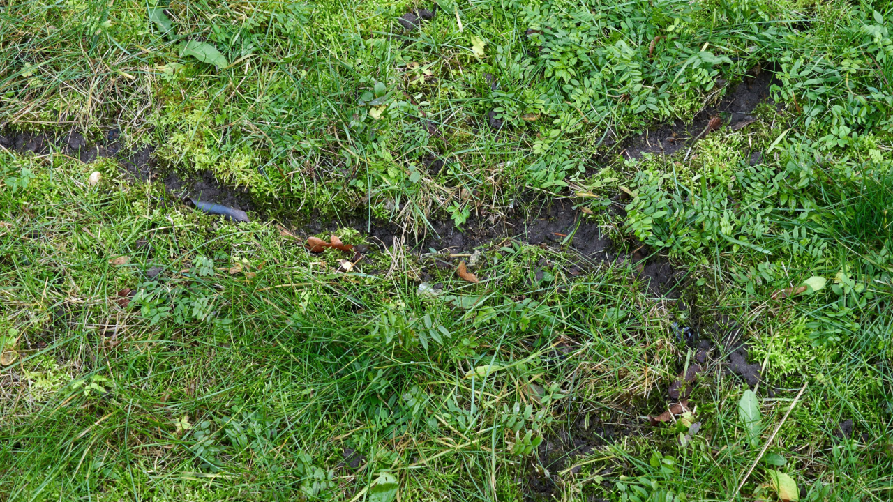 vole trail