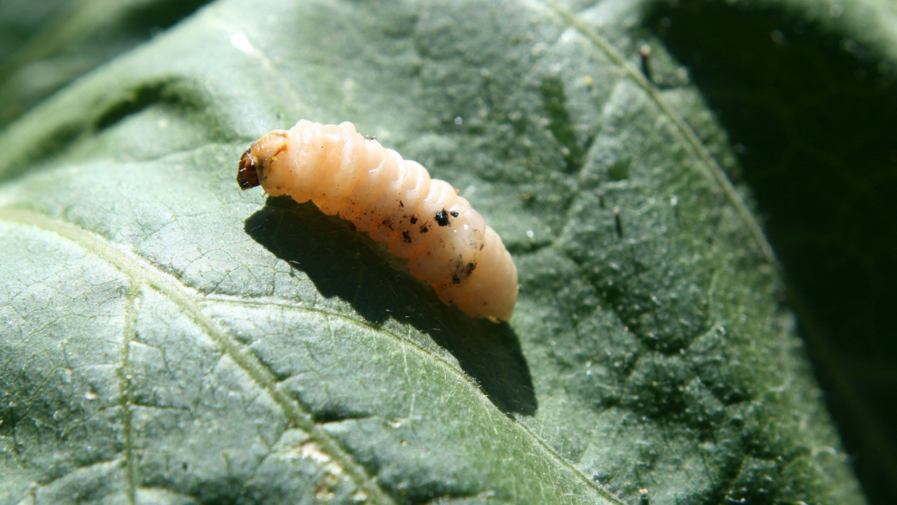 squash borer larvae on a green leaf