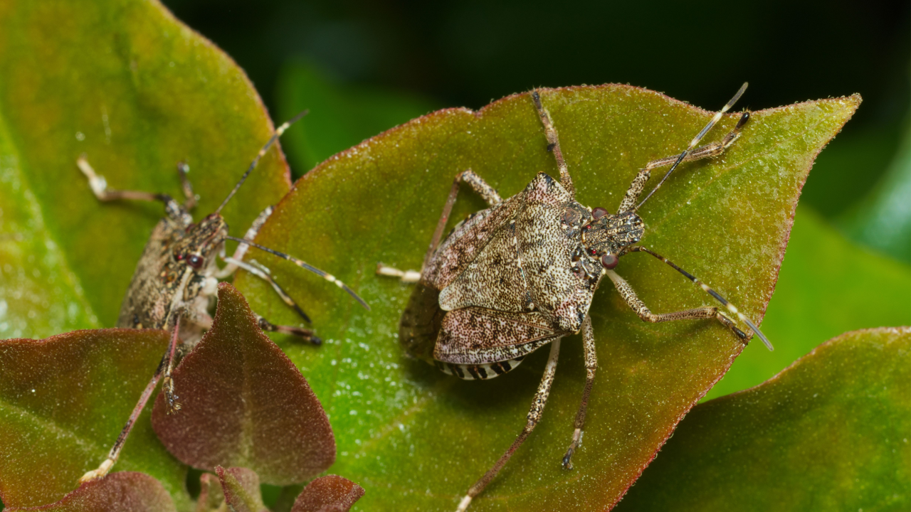 stink bug
