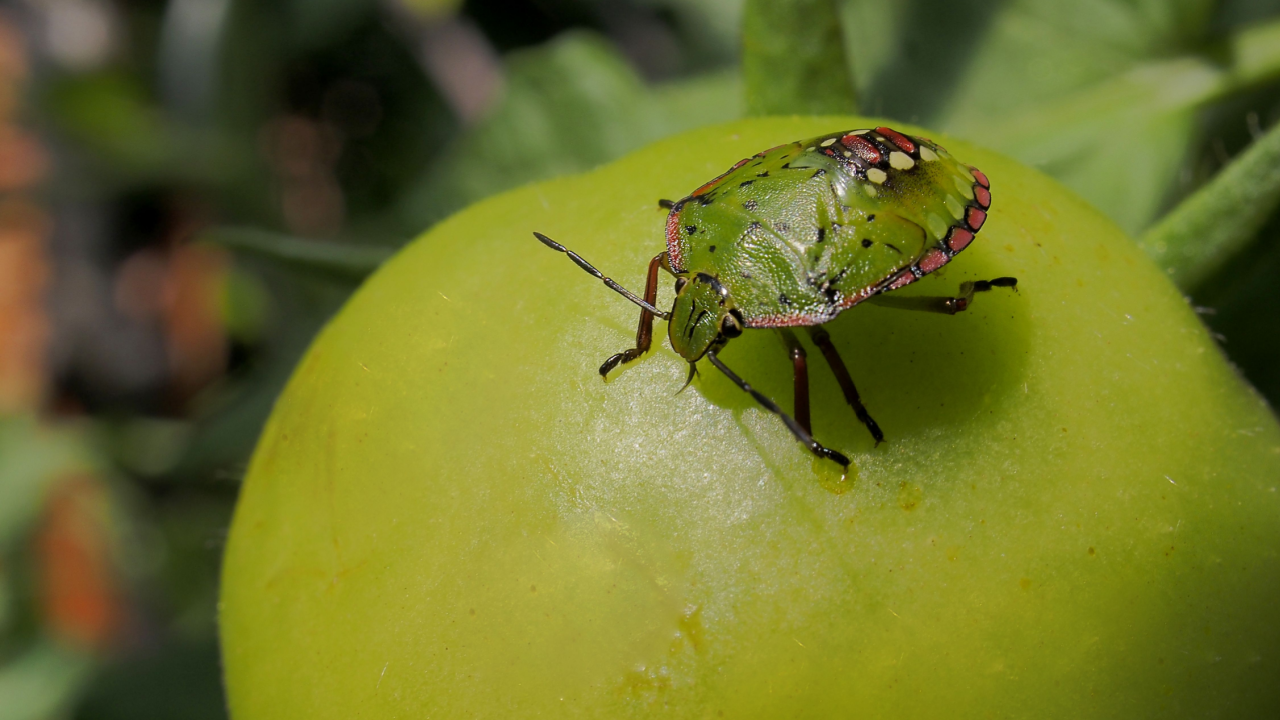 green stink bug on a green tomatoe