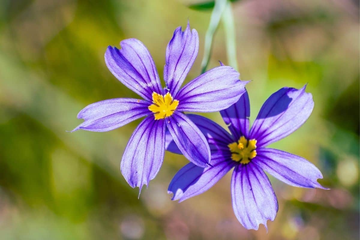 Sisyrinchium bellum