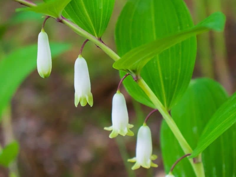 Solomon's seal flowers