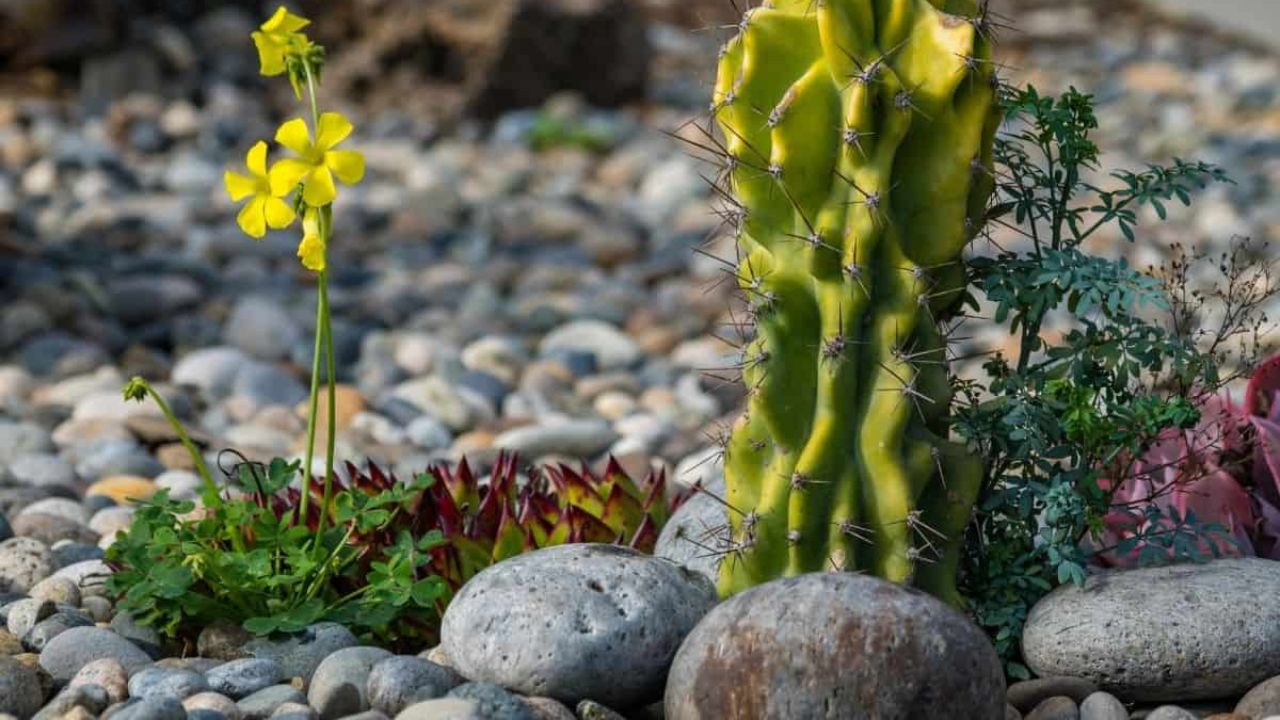 Cactus and flower growing in a garden among pebbles and rocks, close up.