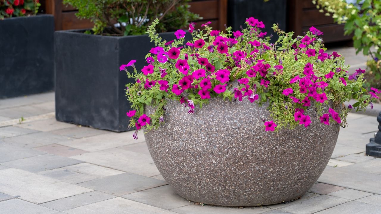 stone container garden, rock, boulder, Stone pot blooming petunias on pedestrian pavement paved with stone tiles. Purple petunia flowers in concrete pot in street cafe