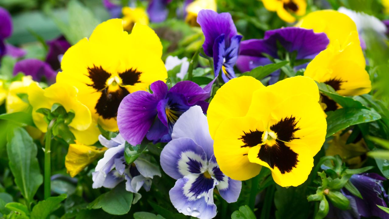 Pansies (Viola tricolor var. hortensis)