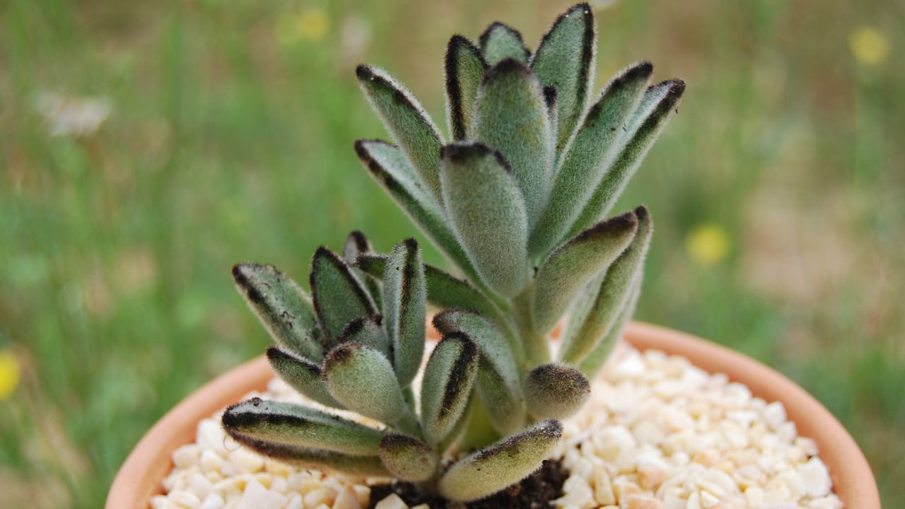 Panda plant (Kalanchoe tomentosa)