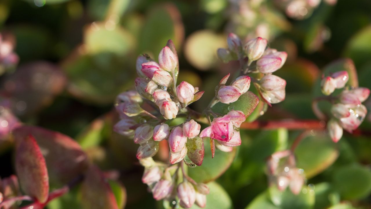 Flowers of sedum spurium (Caucasian Stonecrop), close up