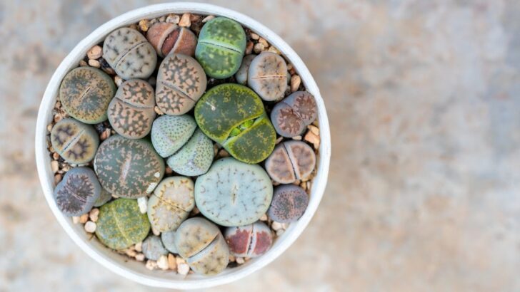 23 Unique Beautiful Cacti for Home