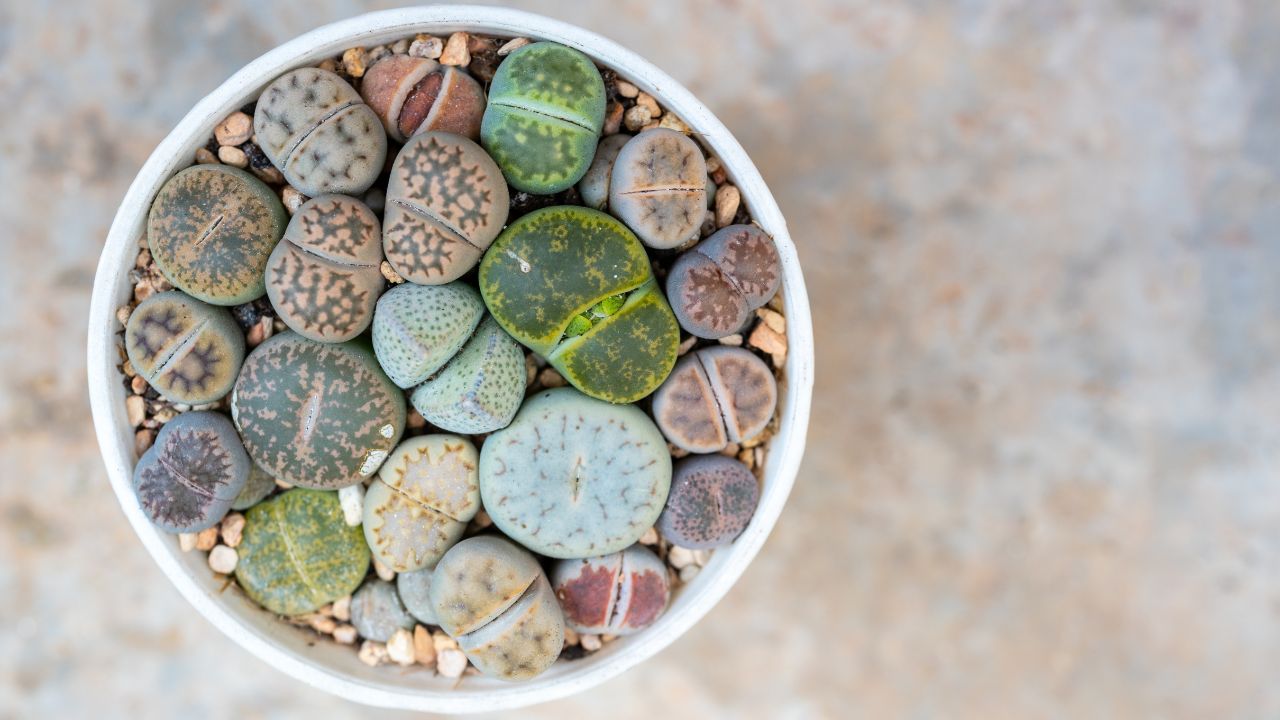 Pebble plants (Lithops)