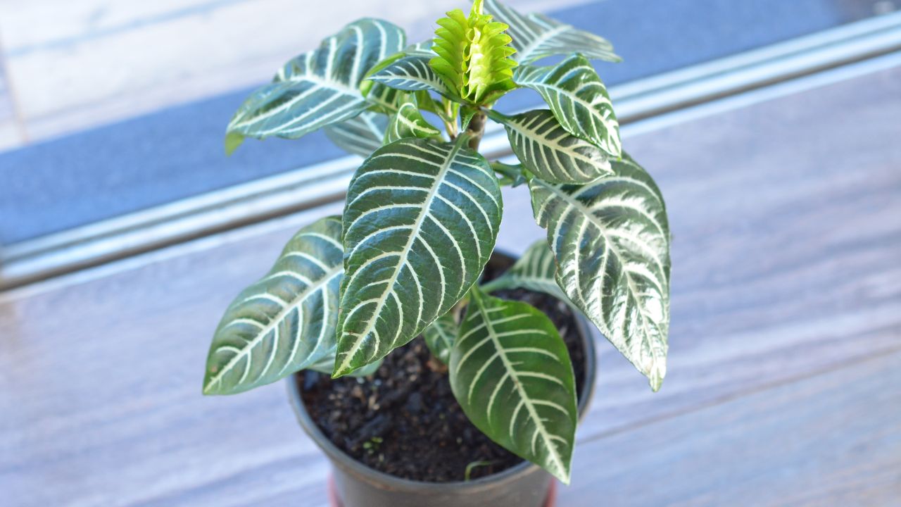 Zebra plant (Aphelandra squarrosa)