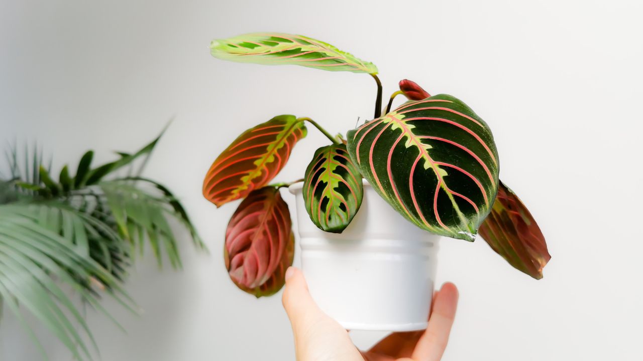 Prayer plant (Maranta leuconeura)
