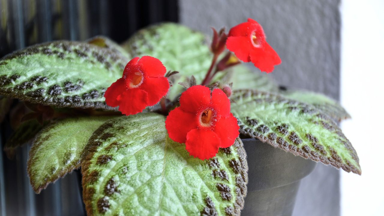 Flame violet (Episcia)