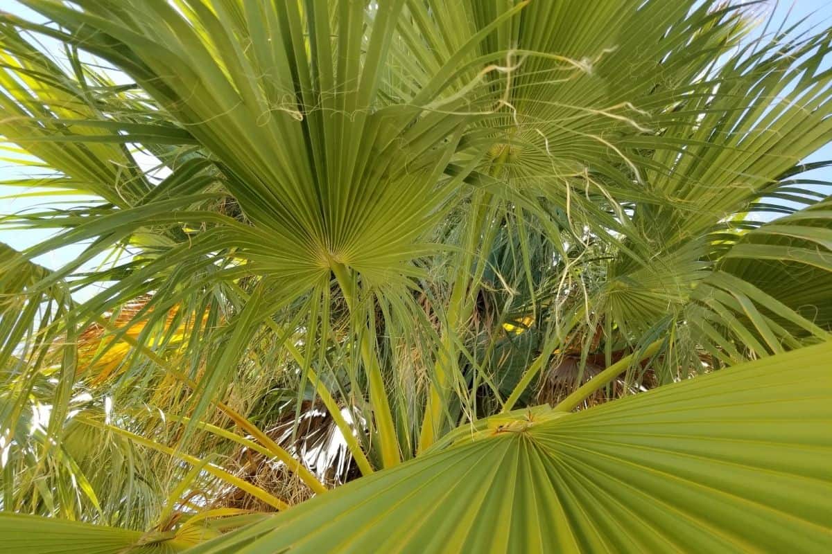 Washingtonia filifera