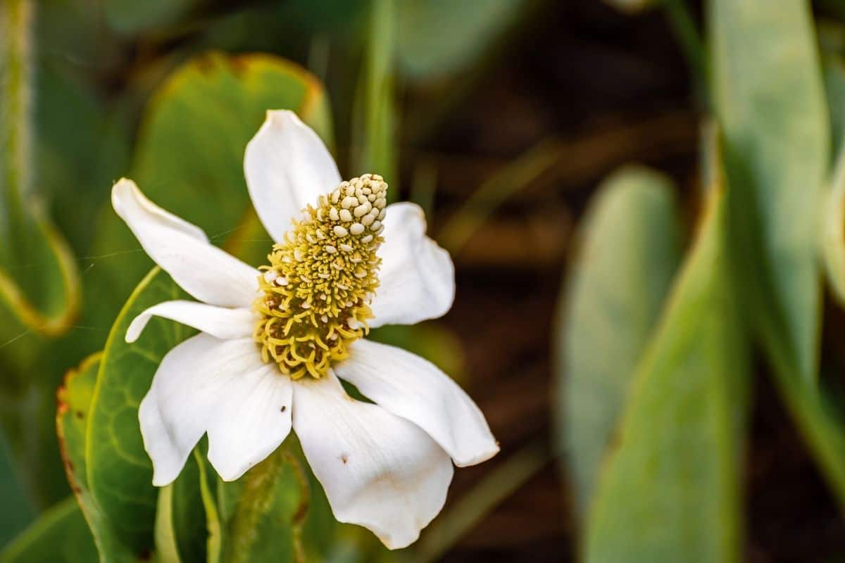 Yerba mansa