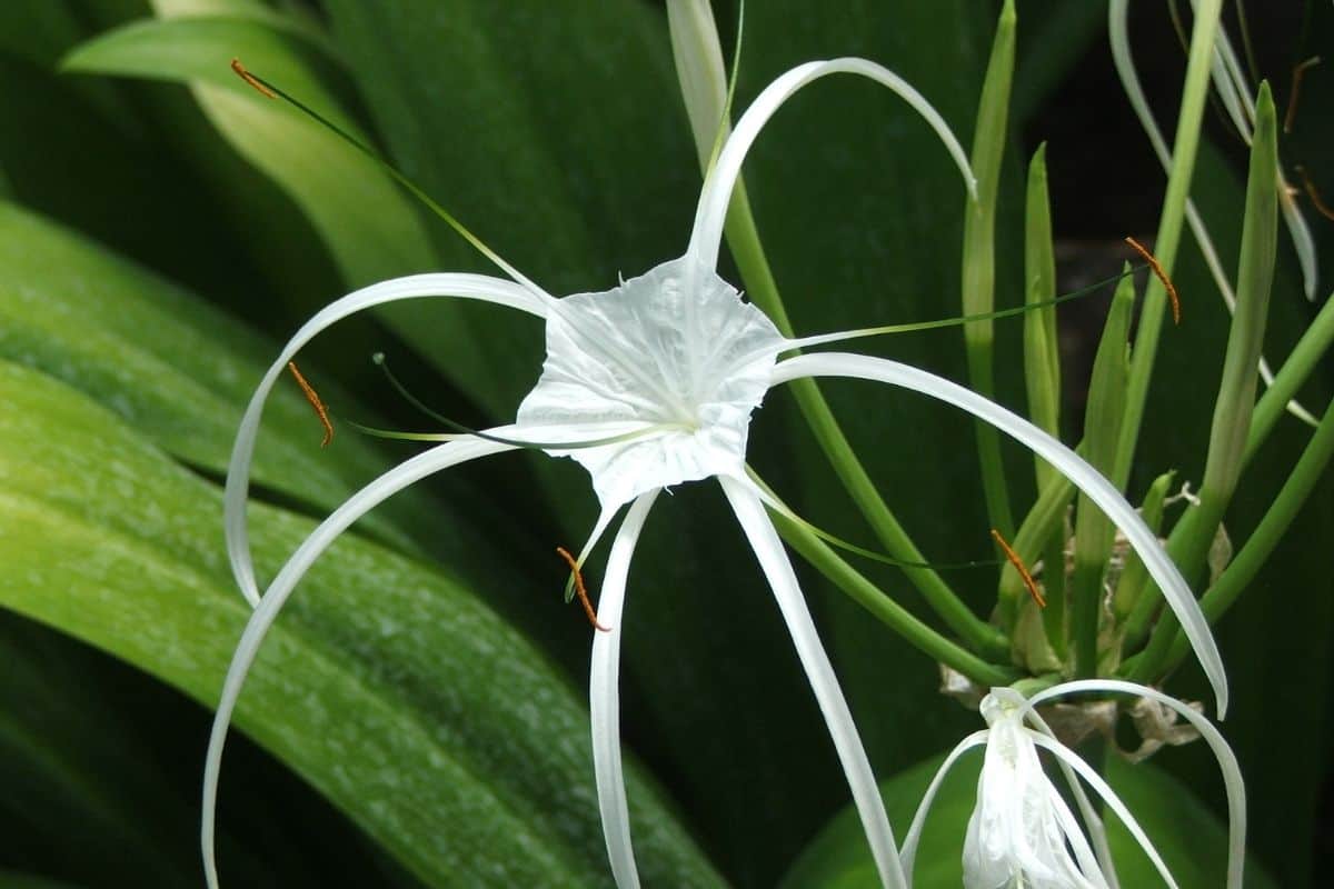 alligator lily flower