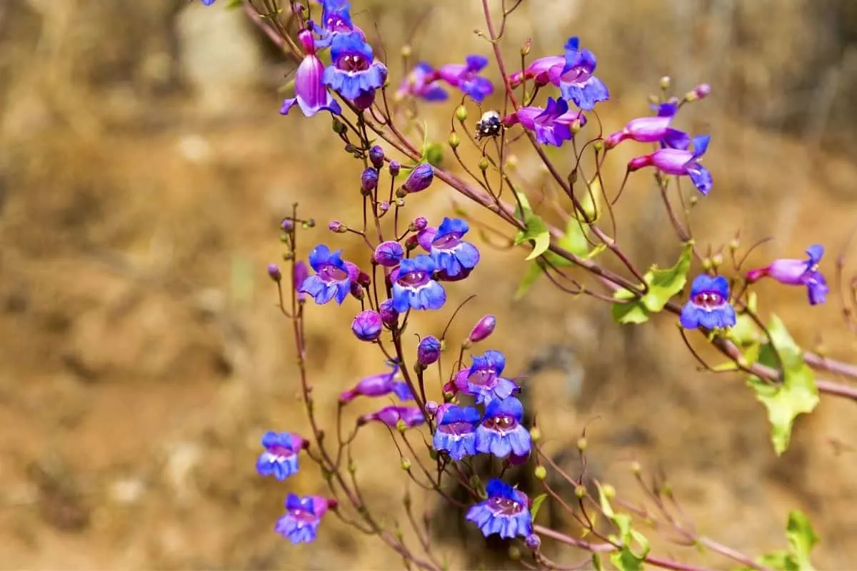 Arkansas beardtongue flowers