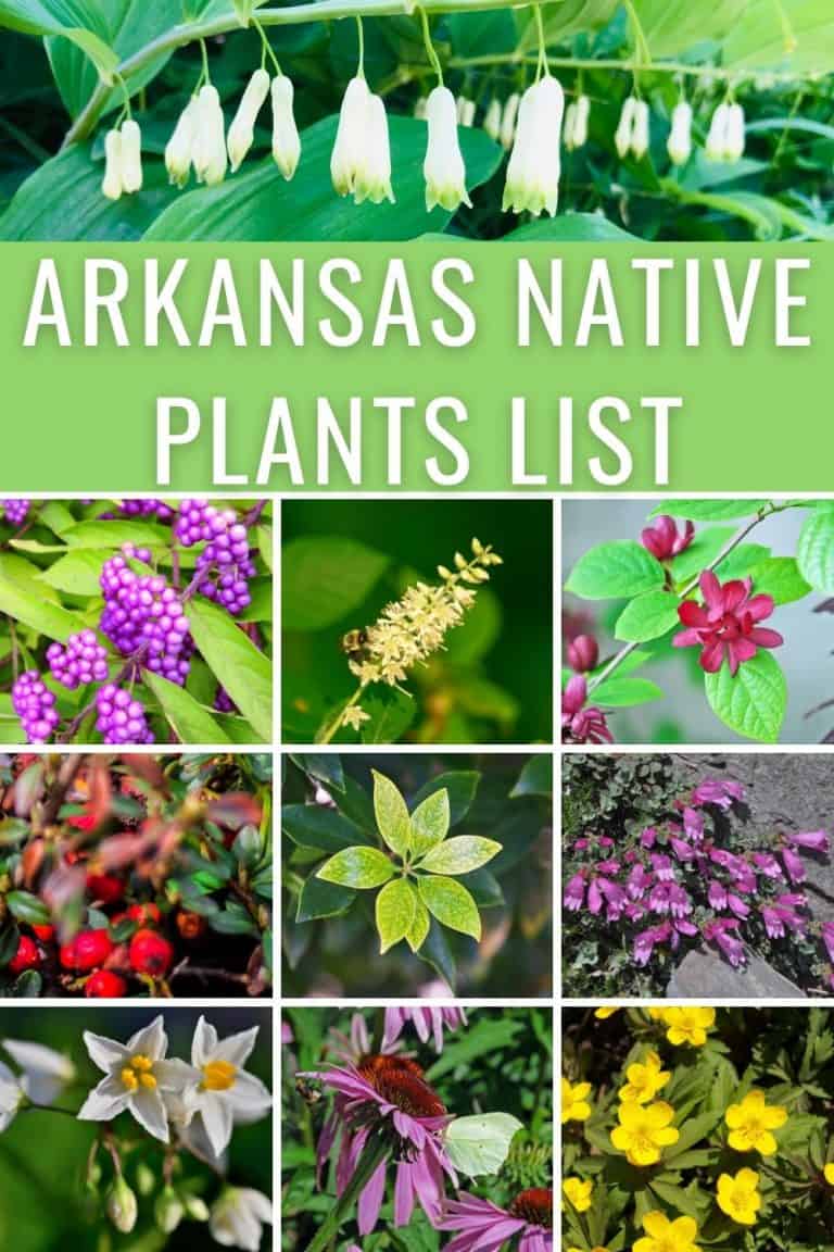 Arkansas Native Plants List – 12 Best Plants And Shrubs For Landscaping