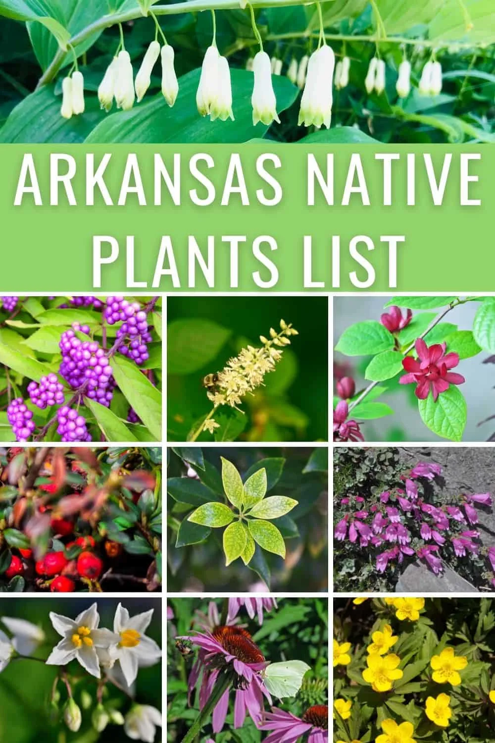 Arkansas native plants list