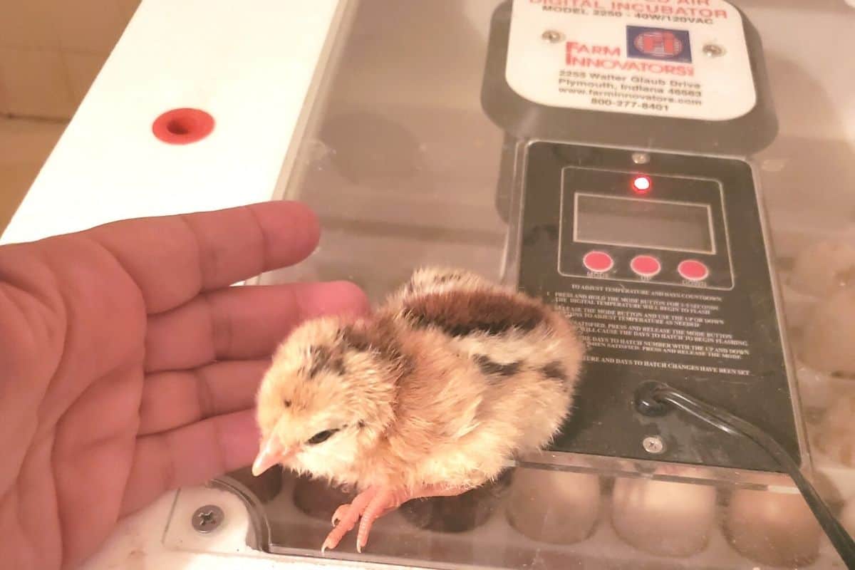 just hatched baby chick next to the incubator