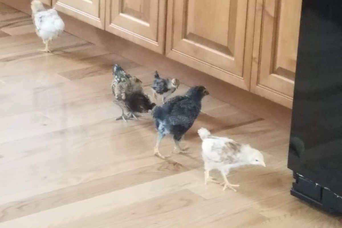 baby chicks strolling in the kitchen