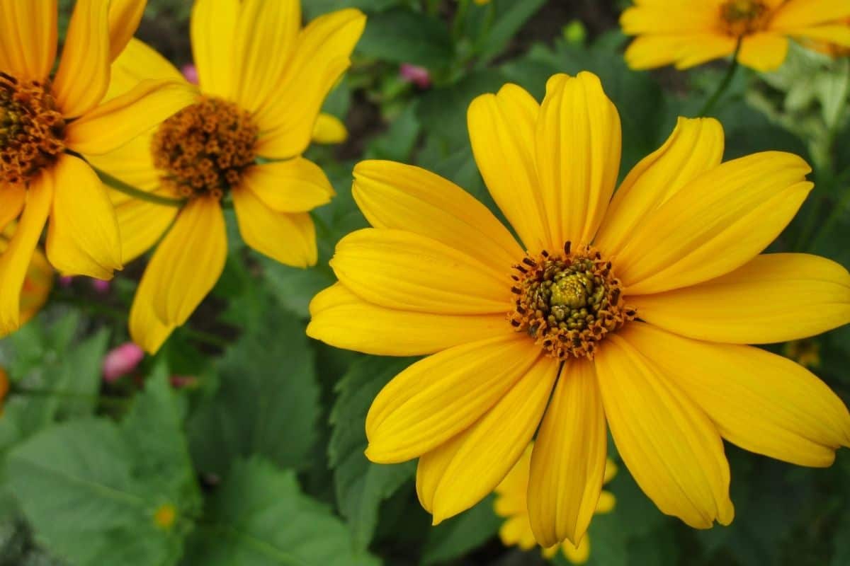 beach sunflowers