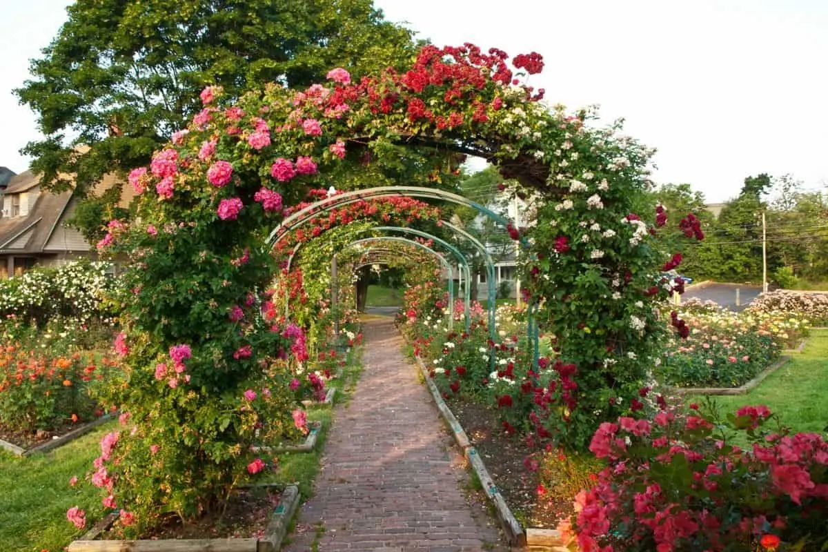 beautiful rose arch