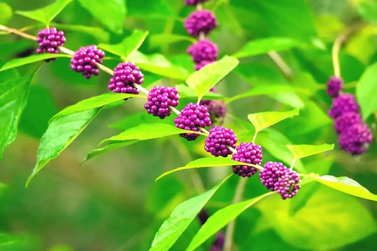 beautyberry plant with fruits