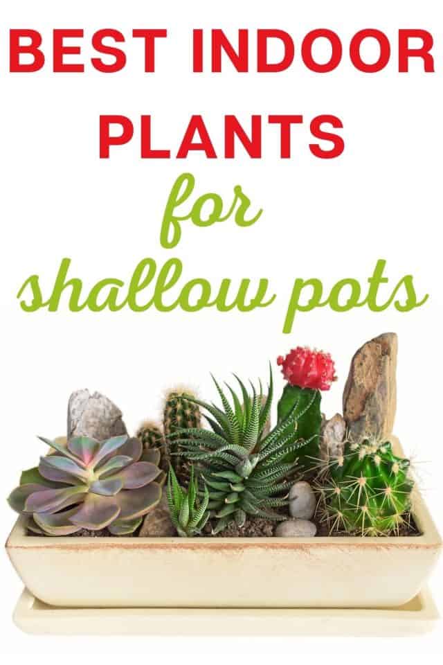 15 Best Indoor Plants For Shallow Pots