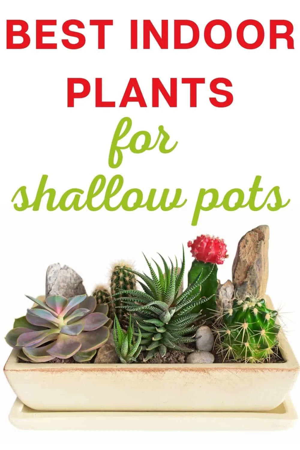 Best indoor plants for shallow pots