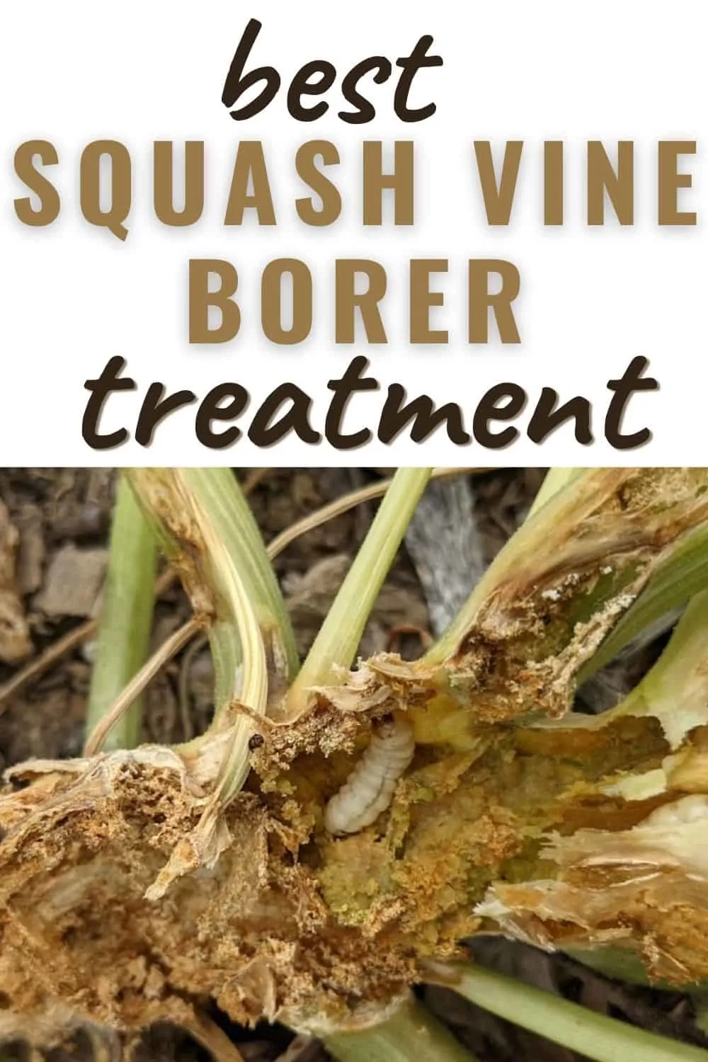 Best squash vine borer treatment