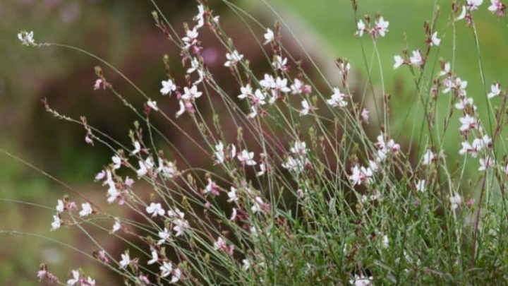Ohio Native Plants List – 10 Plants You’ll Love In Your Garden