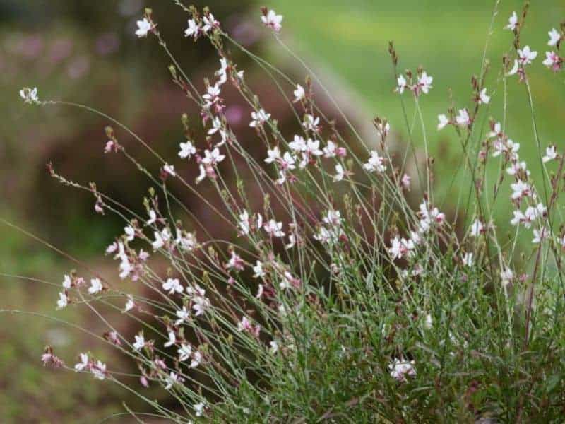 biennial gaura