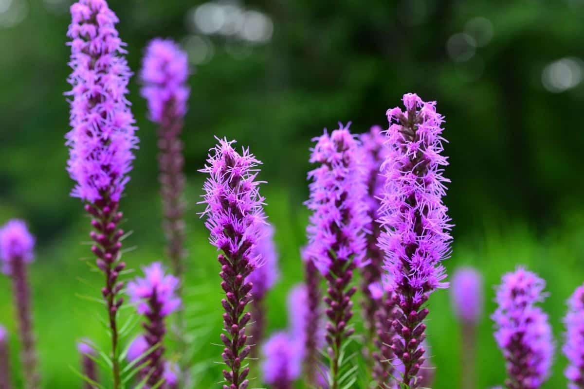 blazing star flowers