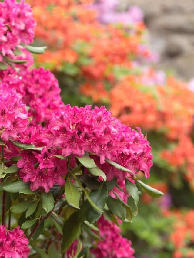 blooming azalea shrubs