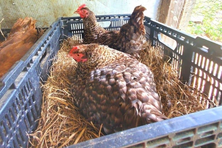 How To Care For Baby Chicks - Guide To Raising Chickens In ...