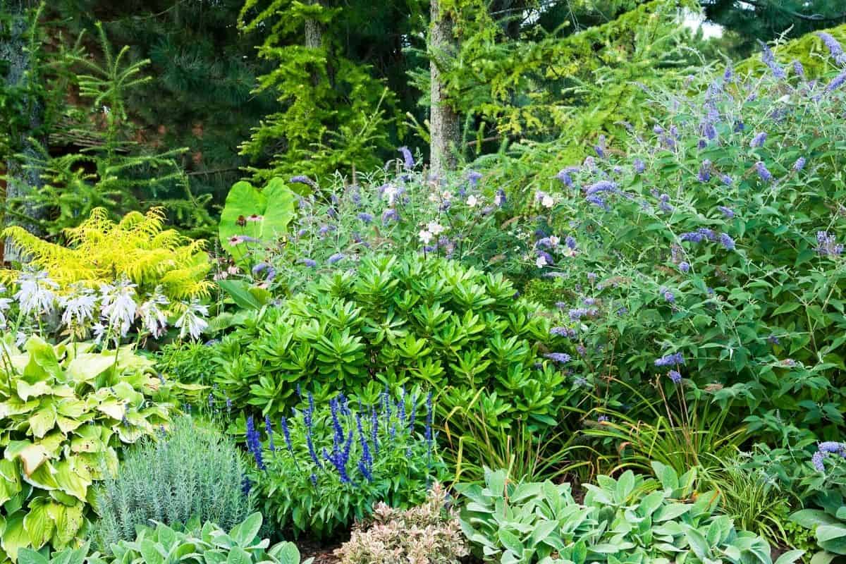 butterfly bush planted behind a flower bed