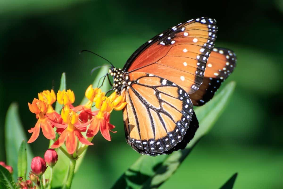 butterfly weed