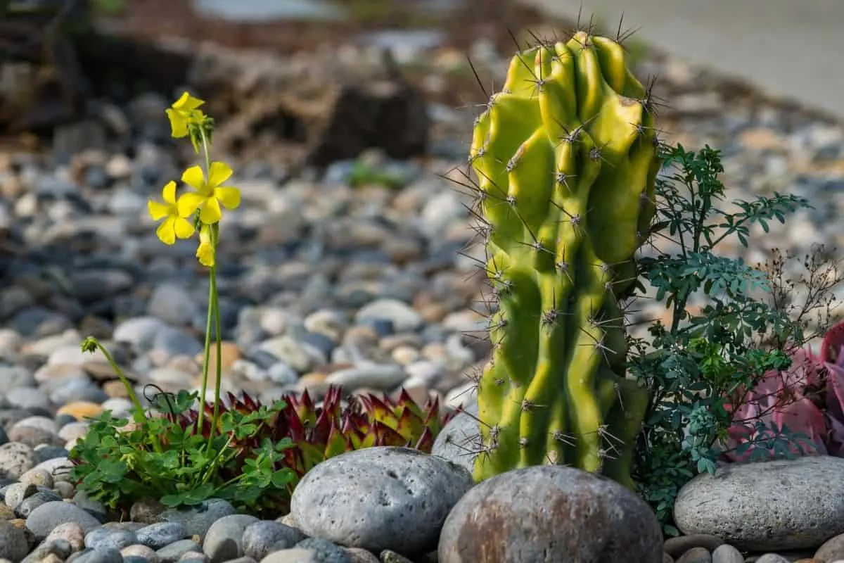 cacti surrounded by pebble mulch