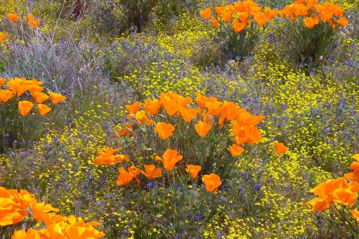 a flower field in California