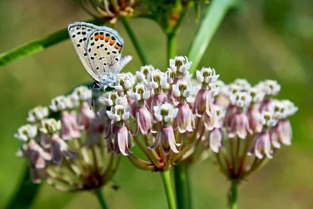 California Native Plants List Stunning Flowers, Succulents, Trees