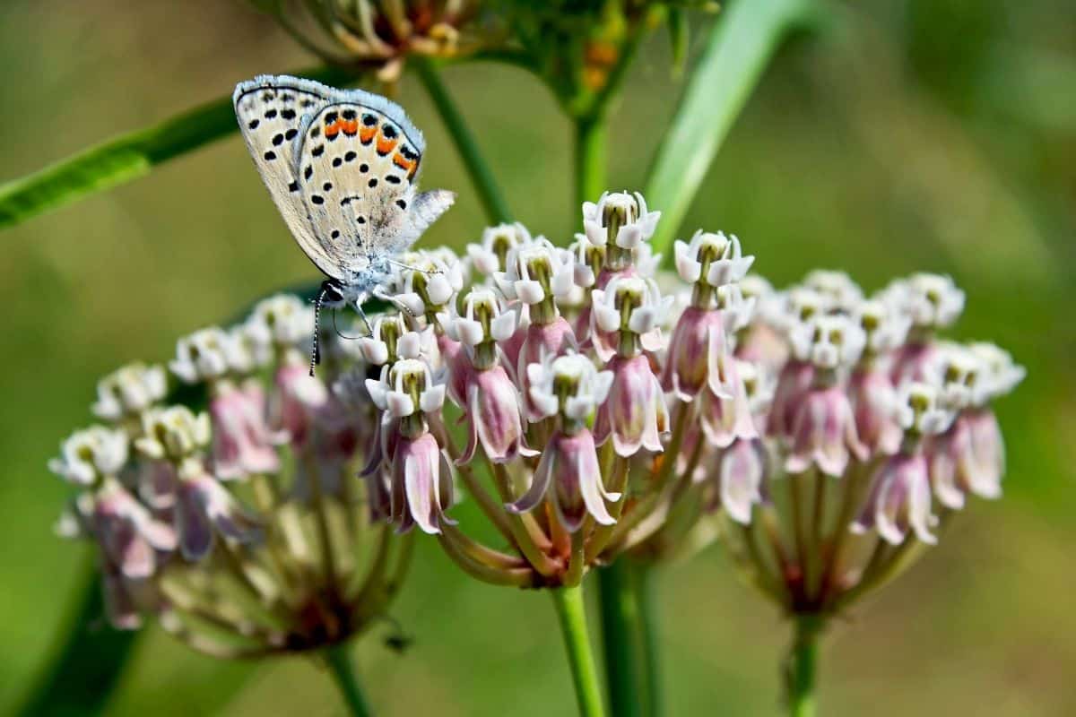 California milkweed