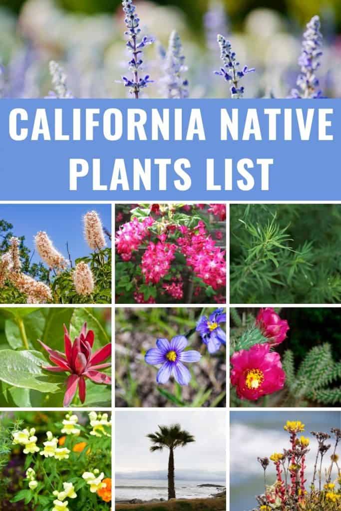 California Native Plants List Stunning Flowers, Succulents, Trees