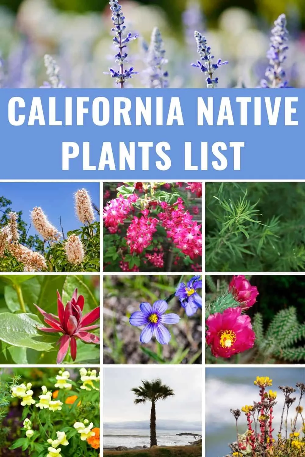 California native plants list
