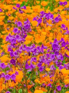 a field of California poppies and penstemon