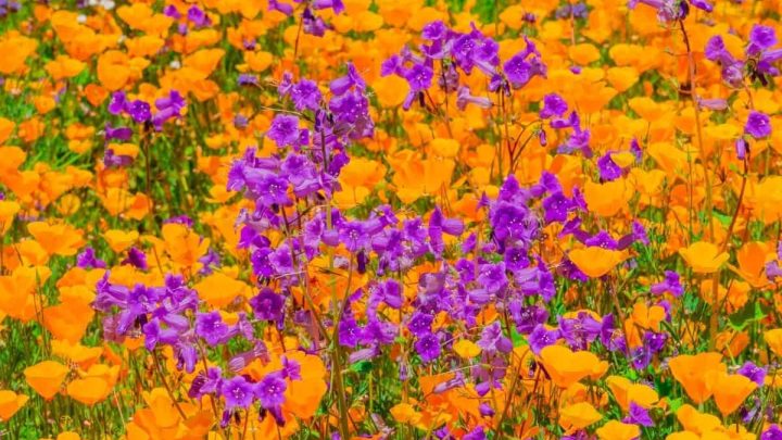 California Native Plants List – Stunning Flowers, Succulents, Trees, And Shrubs