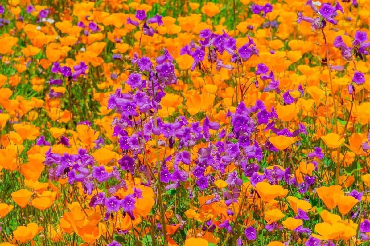 a field of California poppies and penstemon