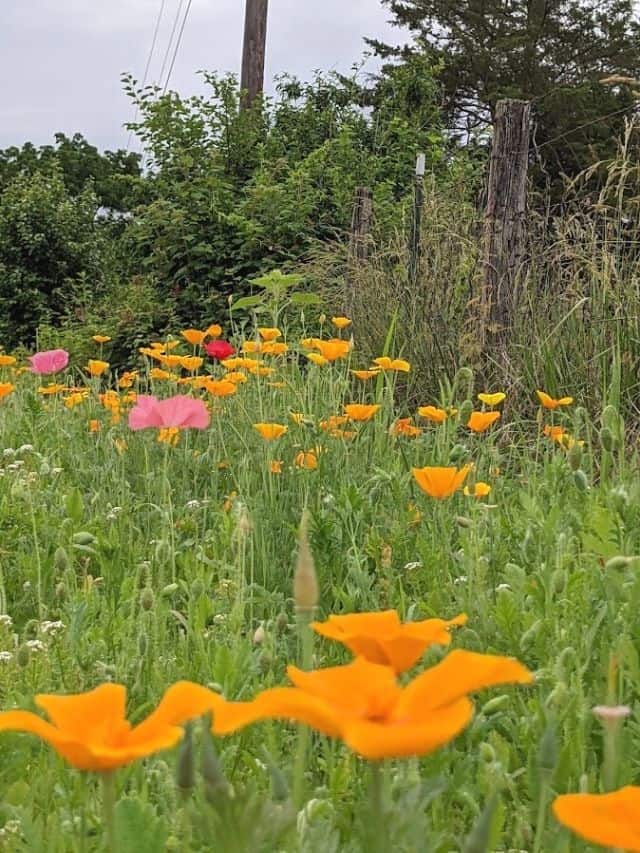 California poppies